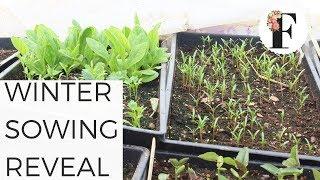 FULL Winter Sowing RESULTS! BEST SEED STARTING METHOD FOR BEGINNERS