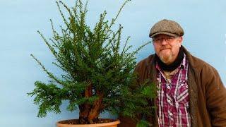 Crappy Taxus Bonsai with Graham Potter