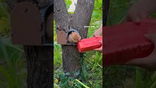 Rabbit is eating watermelon #trending #bunny #shorts #viralvideo