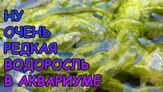 ЭНТЕРОМОРФА КИШЕЧНИЦА. Ulva intestinalis. РЕДКАЯ ВОДОРОСЛЬ