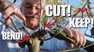 THE 15 TYPES of Pruning YOU NEED to know are…