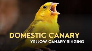 Domestic Canary Sounds | Calming Yellow Canary Singing