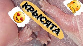 Крысятам четверо суток! 7 крысят! Как они выросли! Намеки на окрас и цвет глаз! ДЕКОРАТИВНЫЕ КРЫСЫ