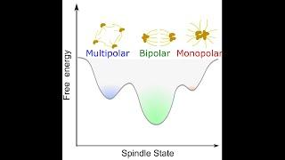 Jing Chen -- Sticking with two poles: Critical biophysical factors for rescuing mitotic spindles