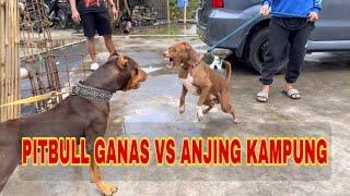 KING FLOKI VS 7 EKOR ANJING PITBULL GANAS ‼️