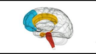 Meet Your Brain: A Short Introduction To Neuroscience