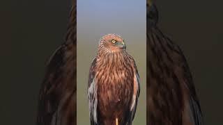 Cooper Hawk