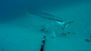 Underwater in Moreton Bay - Huge Kingfish taking Livebait No.1