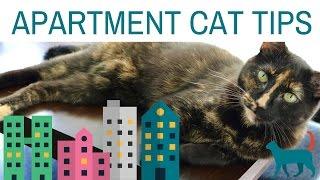 5  APARTMENT CAT TIPS! (tips for enriching your cat's environment)