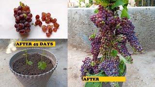Learning how to plant grapes with high yield,Growing grapes from seeds,Planting grapes in pots