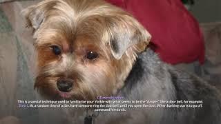 How To Train A Yorkie Not To Bark – 5 Top Useful Tips