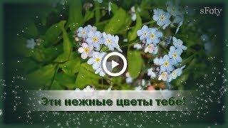 Нежные цветы тебе! Музыкальная открытка