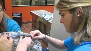 VET 112 Perform a Skin Scraping Part 1 of 2