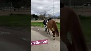 ️️#equitazione #cavalli #passione #equitación #cavallo #saltoostacoli #horses #maneggio