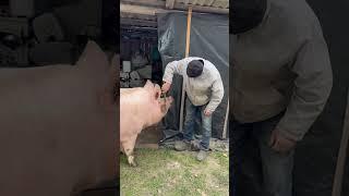 Булочка на релаксі від масажу #villagelife #pig #diy #farm #animals #farming #village #animal