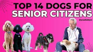 Top 14 Dogs For Senior Citizen | Best Dogs For Elder People | Dogs for Old Parents | Proud Hobbyist