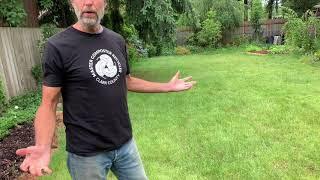 Coffee Grounds for Organic Lawn Care (Part 2 - Ten Days Later)