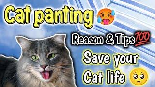 My Cat Panting and Breathing Fast | Why is my Cat panting with her mouth open | Persian Cat panting