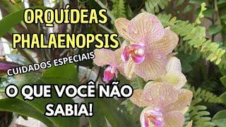 ORQUÍDEAS PHALAENOPSIS - CUIDADOS ESPECIAIS - O QUE VOCÊ NÃO SABIA!