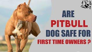 Are American Pitbull Dog Safe For First Time Dog Owners | Are American Pitbull Dog Safe For Family 