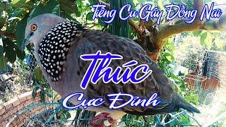 Cu Gáy Đồng Nai Đang Thúc Hay Nhất, tiếng cu gáy thúc bổi mới