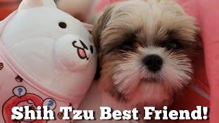 Shih Tzu Puppy Best Friend | Daily Life Routine Episode 6