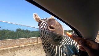 Zoo Safari | Bari Italy | Feeding Animals (LangleyEatz)