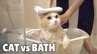 Cat vs Bath | Kittisaurus