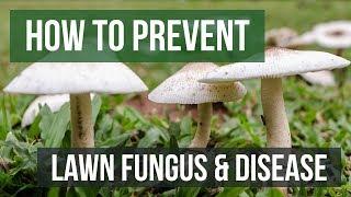 How to Prevent Lawn Fungus and Disease
