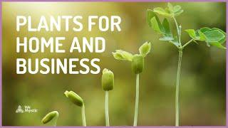 5 Plants that Attract Abundance for Home and Business