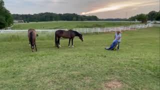 Fear to Neutrality Puzzle - How horses solve fear triggers, rewired response loose in the pasture.