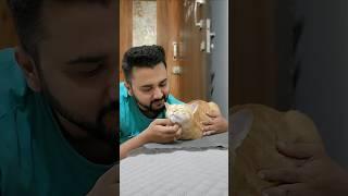 Ye cats aise bhole bankar baithate hai...inko bas pyaar karneka man karta hai️ #cat #catlover