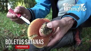 Conoscere i Funghi - Boletus satanas  [ VELENOSO ]