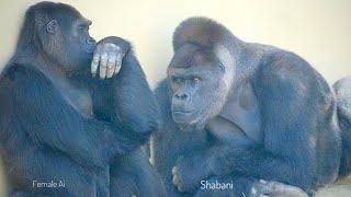 Huge Male Gorilla Gazes At A Female And Asks Her To Mate️ | Shabani & Ai