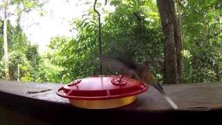 Long billed Hermit - Hummingbirds of Panama