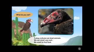 L2 042 Meet the Animals 42   Turkey Vulture