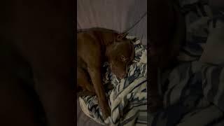 МОЙ ОГРОМНЫЙ ШОКОЛАДНЫЙ КОТИК СОНИК ️️ #собака #pitbull #животные #питбульсоник