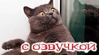 Приколы с котами! Смешные коты с ОЗВУЧКОЙ! СМЕШНЫЕ ЖИВОТНЫЕ 2022! Попробуй не засмеяться!