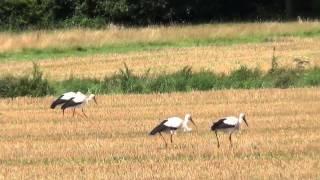 Die Zugvögel Störche im Münsterland Der Weißstorch