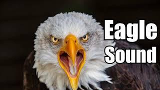 10 Minutes - Eagle Sound Effects - different Eagle sounds * HIGH QUALITY *