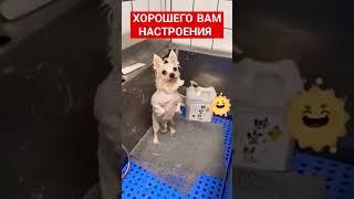 ХОРОШЕГО ВАМ НАСТРОЕНИЯ