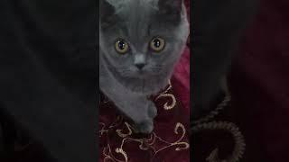 Hayrli kech! #video #travel #art #badbunny #autumn #music #tashkent #cat