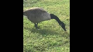 The canadian Goose