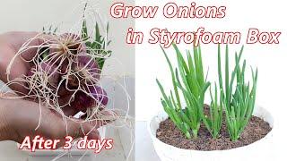 How to grow Onions in Styrofoam Box for beginners #garden #omg #trending