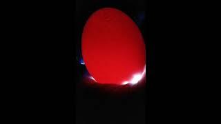 Candling Eggs with Mindy and Lezlee