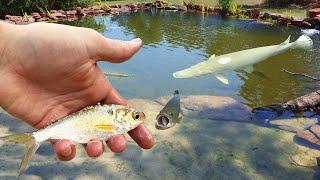 Live Shad VS. Hungry Pond Monsters!