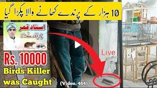 Birds Killer Rat Was Caught |Arham birds|, Australian Parrots Death, Love Birds Death, Video. 464