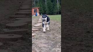 Алабайчику Скифу 5 месяцев#dog #сао #puppy #alabai #щенки #алабай