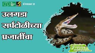 उलगडा हरणटोळाच्या प्रजातींचा  |  Vine snake  | MahaMTB | TheHabitatsTrust