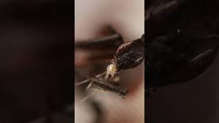 Phyllocrania paradoxa (Ghost Mantis) eats a firebrat (timelapse) #shorts